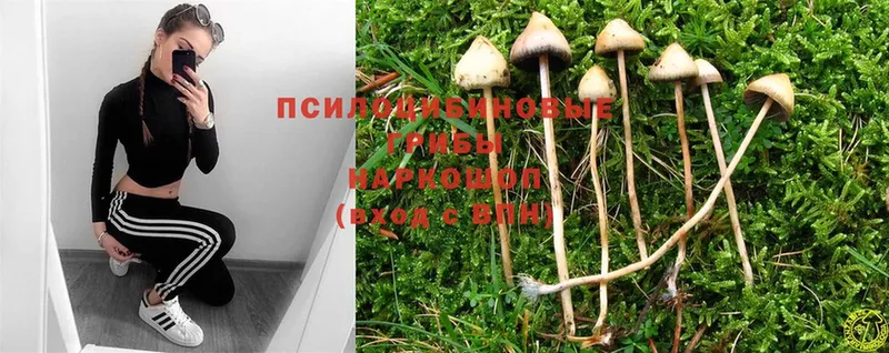 Галлюциногенные грибы Cubensis Хотьково